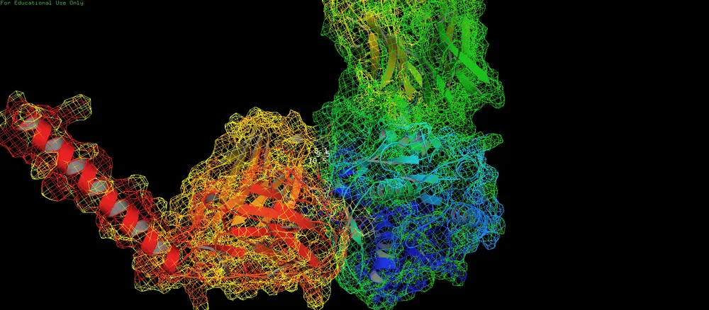 This picture indicates docking model of anti-PCSK9-ScFv to PCSK9 enzyme. Docking was done using HADDOCK server. (The HADDOCK2.4 web server: A leap forward in integrative modelling of biomolecular complexes. Nature Prot., 19, 3219–3241 (2024). (Mesh model)